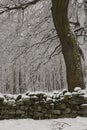 Chevin Forest Park in Otley