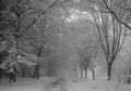 Winter footpath Royalty Free Stock Photo