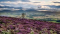 The Cheviot Hills from heather covered Ros Castle Royalty Free Stock Photo