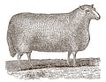 Cheviot sheep ram in side view