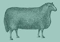 Cheviot sheep ram in side view isolated on a blue background