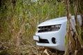 Chevrolet Camaro in a corn field