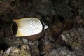 Chevron butterflyfish Royalty Free Stock Photo