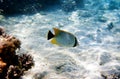 The chevron butterflyfish - Chaetodon trifascialis Royalty Free Stock Photo