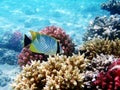 The chevron butterflyfish - Chaetodon trifascialis Royalty Free Stock Photo