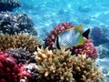 The chevron butterflyfish - Chaetodon trifascialis Royalty Free Stock Photo