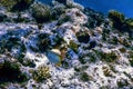 Chevron butterflyfish Chaetodon trifascialis Coral fish, Tropical waters Royalty Free Stock Photo