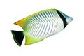 Chevron butterflyfish Royalty Free Stock Photo