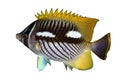 Chevron butterflyfish nightcolour Royalty Free Stock Photo
