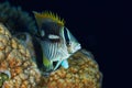 Chevron butterflyfish nightcolour Royalty Free Stock Photo