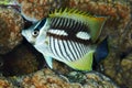 Chevron butterflyfish nightcolour Royalty Free Stock Photo