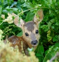 Chevrotain of Roedeer Royalty Free Stock Photo