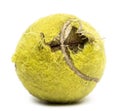 Chewed tennis ball Royalty Free Stock Photo