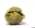 Chewed tennis ball against white background Royalty Free Stock Photo