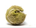 Chewed tennis ball against white background Royalty Free Stock Photo