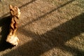 Chewed up raw hide dog bone on a tan carpet window shadow Royalty Free Stock Photo