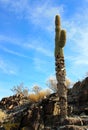 Chewed up Saguaro cactus Roadrunner campground, Quartzsite, Arizona, USA Royalty Free Stock Photo