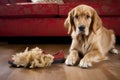 chewed-up slipper next to a guilty-looking puppy Royalty Free Stock Photo