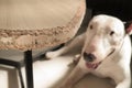 Chewed wooden table and Bull terrier dog Royalty Free Stock Photo