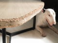 Chewed wooden table and Bull terrier dog Royalty Free Stock Photo