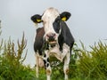 Chewing black pied Holstein cow stands in the middle of flowering sorrel