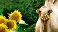 Chewing camel and beautiful sunflower flowers Royalty Free Stock Photo