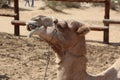 A chewing camel Royalty Free Stock Photo