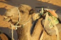 Chewing camel Royalty Free Stock Photo