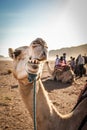 Chewing camel in the moroccan desert Royalty Free Stock Photo