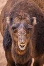 Chewing camel Royalty Free Stock Photo