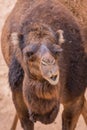 Chewing camel Royalty Free Stock Photo