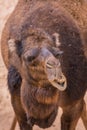 Chewing camel Royalty Free Stock Photo