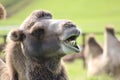 Chewing camel showing teeth Royalty Free Stock Photo