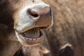 Chewing cow with open mouth close-up