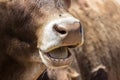 Chewing cow with open mouth close-up