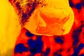 Chewing cow`s face in scientific high-tech thermal imager Royalty Free Stock Photo