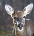 Chewing deer Royalty Free Stock Photo