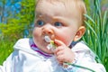 Chewing on Flower Royalty Free Stock Photo