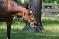 Chewing Horse with Grass in his Mouth