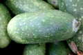 Chi qua, Fuzzy gourd, Mokwa, Benincasa hispida var. chieh-gua