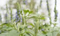 Chia Flower Spike