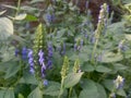 Chia flowering time