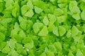 Chia microgreens, green shoots close up, from above Royalty Free Stock Photo