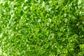Chia microgreens, seedlings and green shoots, close up from above Royalty Free Stock Photo