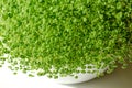 Chia microgreens, seedlings growing in a white bowl, from above Royalty Free Stock Photo