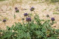 Chia Salvia columbariae wild flowers blooming in Joshua Tree National Park in spring, California