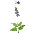 Chia Salvia hispanica healthy superfood