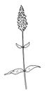 Chia Salvia hispanica is a healthy superfood. Hand drawn Botanical vector illustration in sketch style black outline on white