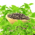 Chia seed in wooden spoon with chia plant in pure white background