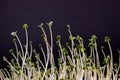 Chia seedling. Sprouted seeds of salvia on a dark background.